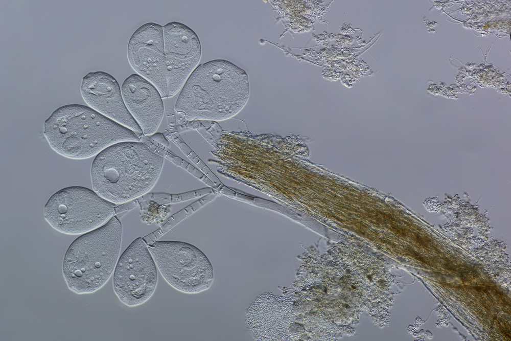 Bewohner Belebtschlamm Mikrofotografie und Makrofotografie